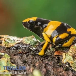Gelbband-Pfeilgiftfrosch, Dendrobates leucomelas Delta Amacuro Ausverkauf